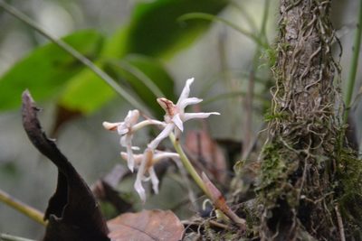 Xylobium elongatum, photographed by Letizia Weichgrebe