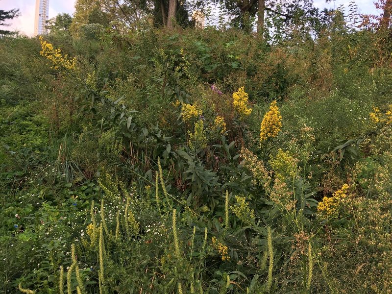Solidago speciosa, photographed by Daniel Atha
