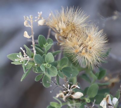 Pteronia divaricata, photographed by Tony Rebelo