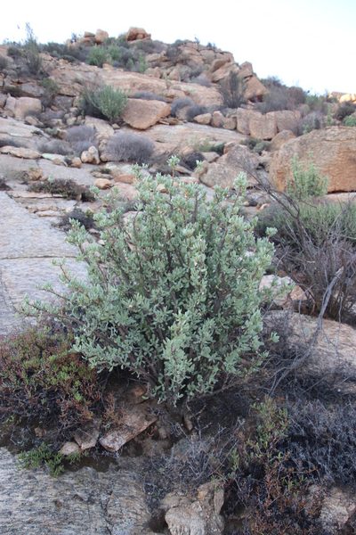 Othonna cerarioides, photographed by Tony Rebelo