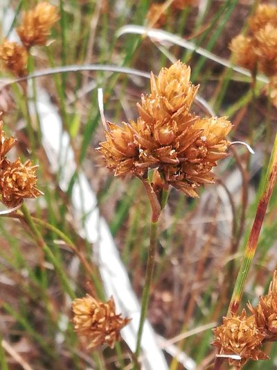Restio quinquefarius, photographed by Noeleen du Toit