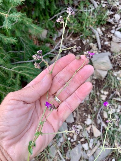 Mirabilis melanotricha, photographed by CK2AZ