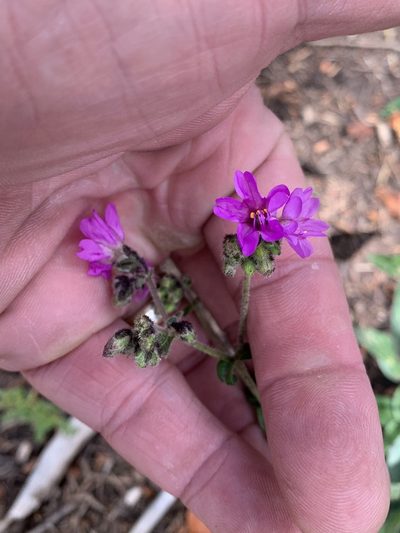Mirabilis melanotricha, photographed by CK2AZ