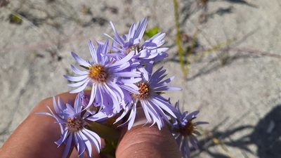 Symphyotrichum robynsianum, photographed by Quinten Wiegersma