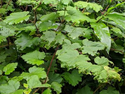 Rubus alceifolius, photographed by Pieter Huybrechts