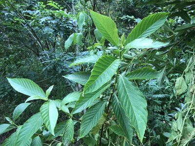 Wendlandia uvariifolia, photographed by lansan