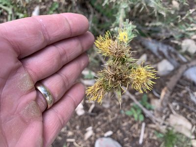Cirsium parryi, photographed by CK2AZ