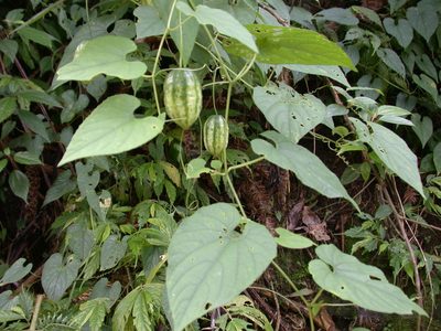 Thladiantha punctata, photographed by lansan