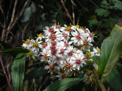Aster taiwanensis, photographed by lansan