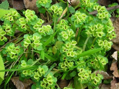 Chrysosplenium japonicum, photographed by lansan