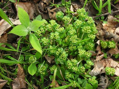 Chrysosplenium japonicum, photographed by lansan