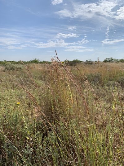 Andropogon hallii, photographed by samlutfy