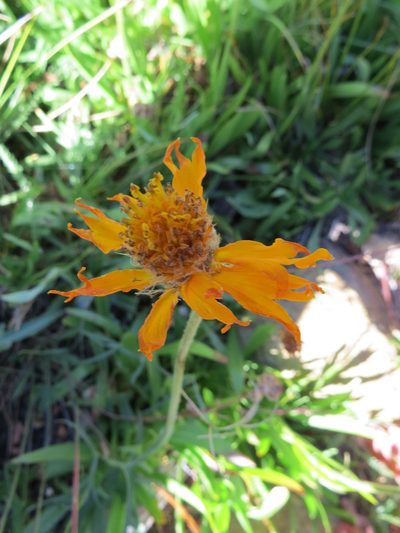 Raillardella pringlei, photographed by Garth Harwood