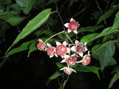 Rubus kawakamii, photographed by lansan