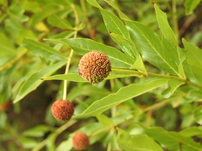 Cephalanthus salicifolius, photographed by Juan Carlos Pérez Magaña