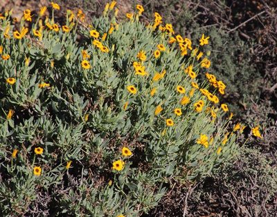 Osteospermum oppositifolium, photographed by Tony Rebelo