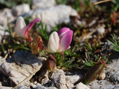 Ononis cristata, photographed by Emanuele Santarelli