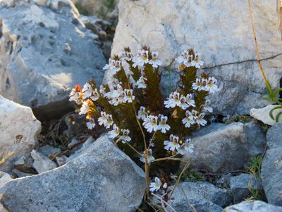 Euphrasia salisburgensis, photographed by Emanuele Santarelli