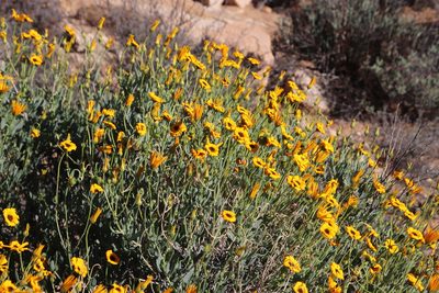 Osteospermum oppositifolium, photographed by Tony Rebelo