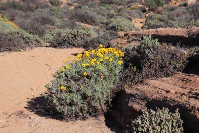 Osteospermum oppositifolium, photographed by Tony Rebelo