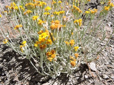 Eriophyllum ambiguum, photographed by cwwood