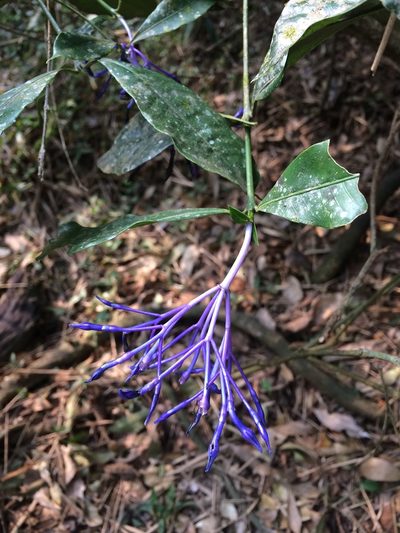 Faramea hyacinthina, photographed by B. Phalan