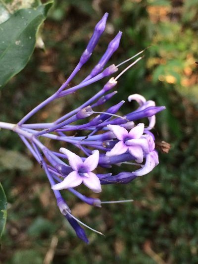 Faramea hyacinthina, photographed by B. Phalan