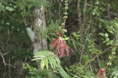 Calliandra houstoniana, photographed by Juan Cruzado Cortés