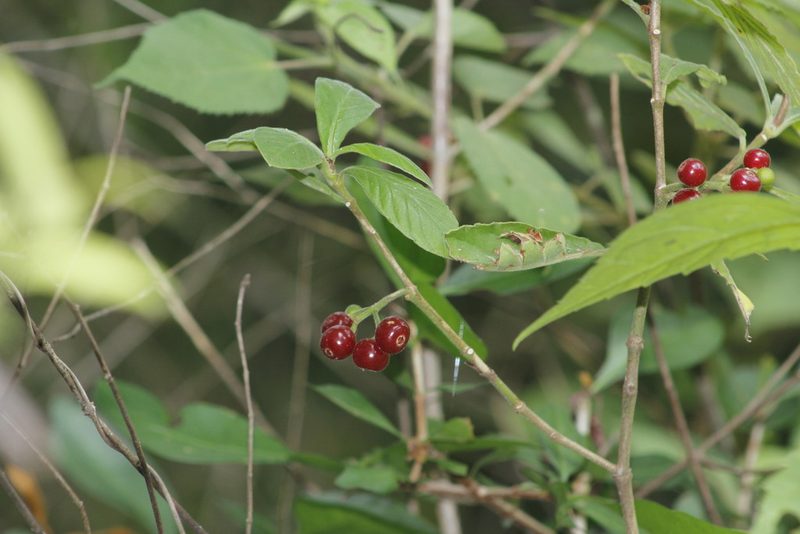 Psychotria erythrocarpa, photographed by Juan Cruzado Cortés