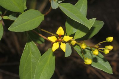 Galphimia glauca, photographed by Juan Cruzado Cortés