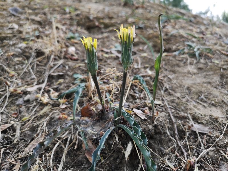 Scorzonera sinensis, photographed by Jens-Christian Svenning