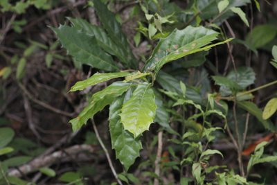 Quercus oleoides, photographed by Juan Cruzado Cortés