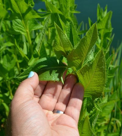 Hasteola suaveolens, photographed by Evan Barker