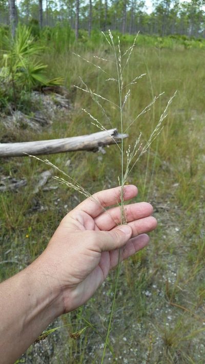 Eragrostis atrovirens, photographed by Jay Horn
