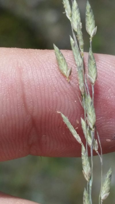 Eragrostis atrovirens, photographed by Jay Horn