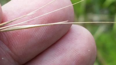 Aristida patula, photographed by Jay Horn