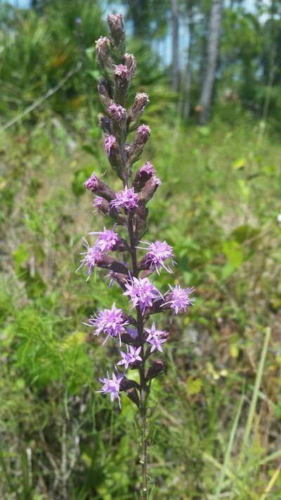 Liatris garberi, photographed by Jay Horn