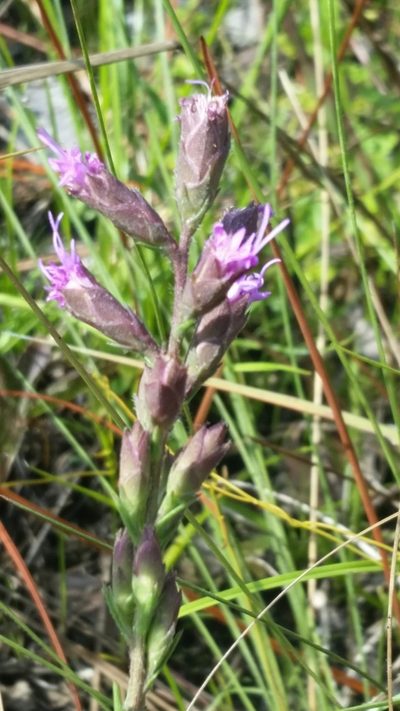 Liatris garberi, photographed by Jay Horn