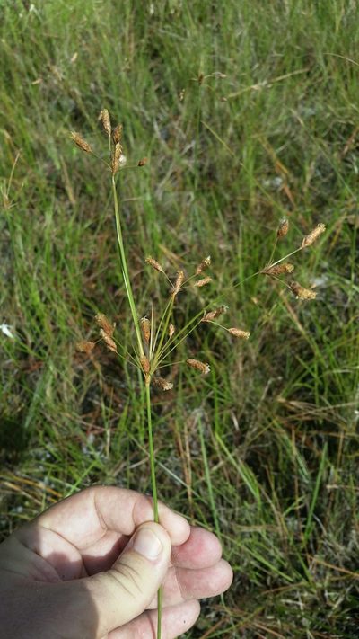 Fimbristylis caroliniana, photographed by Jay Horn