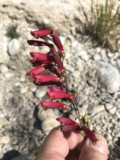 Penstemon cardinalis, photographed by Northcut