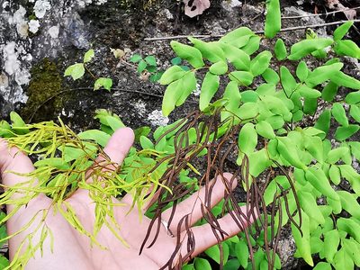 Llavea cordifolia, photographed by Adriana Nelly Correa Sandoval