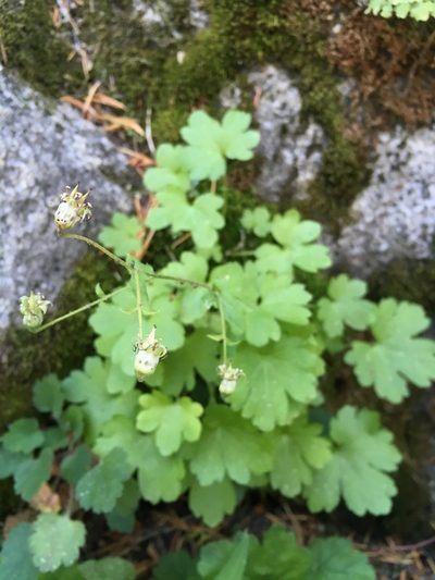 Bolandra californica, photographed by Matt Berger