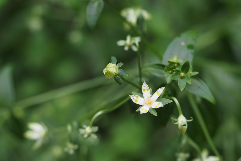 Swertia bimaculata, photographed by harum.koh