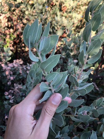 Arctostaphylos hooveri, photographed by paulexcoff