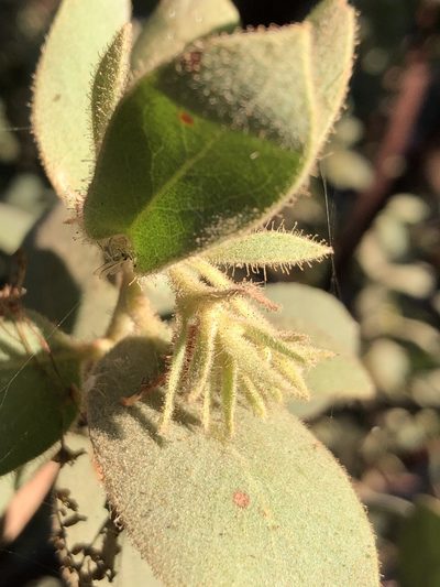 Arctostaphylos hooveri, photographed by paulexcoff