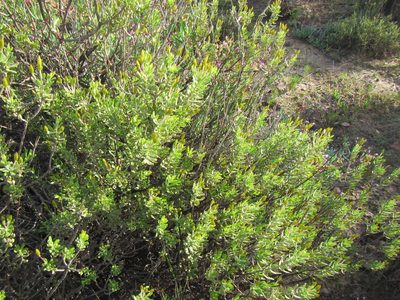 Oedera multipunctata, photographed by douglaseustonbrown