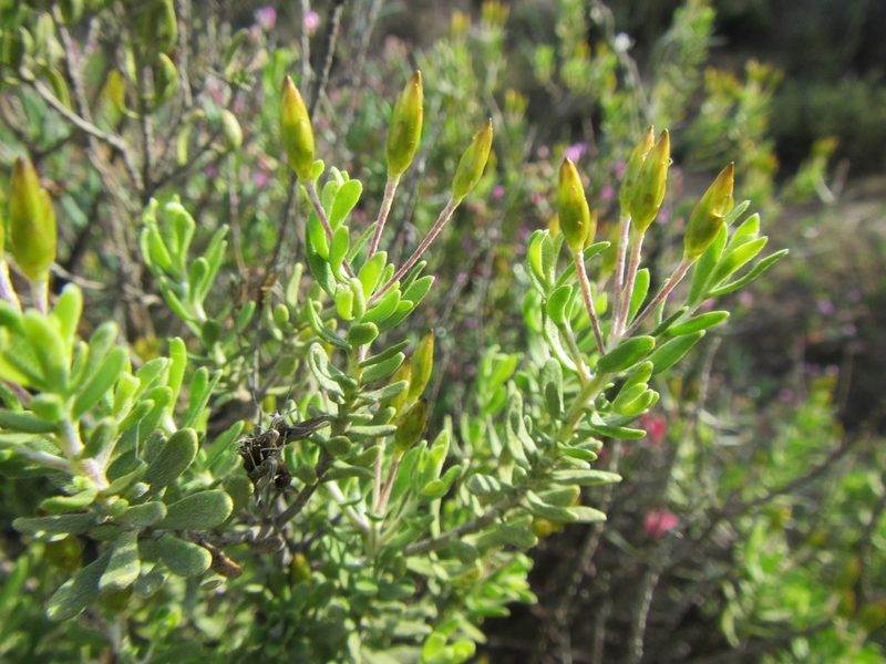 Oedera multipunctata, photographed by douglaseustonbrown
