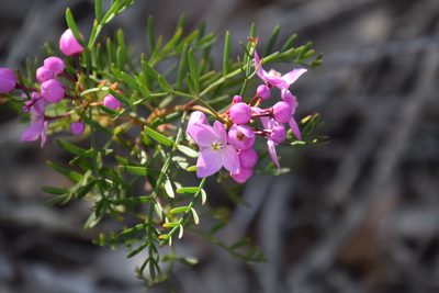 Boronia pinnata, photographed by Thomas Mesaglio