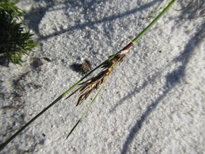Schoenus auritus, photographed by douglaseustonbrown