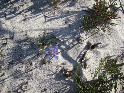 Moraea lugubris, photographed by douglaseustonbrown